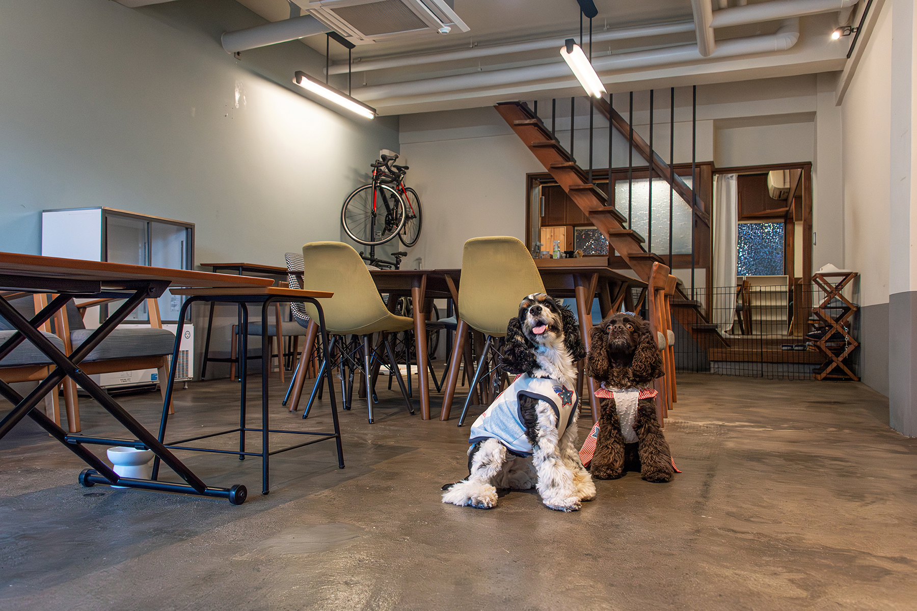 ペットと泊まる